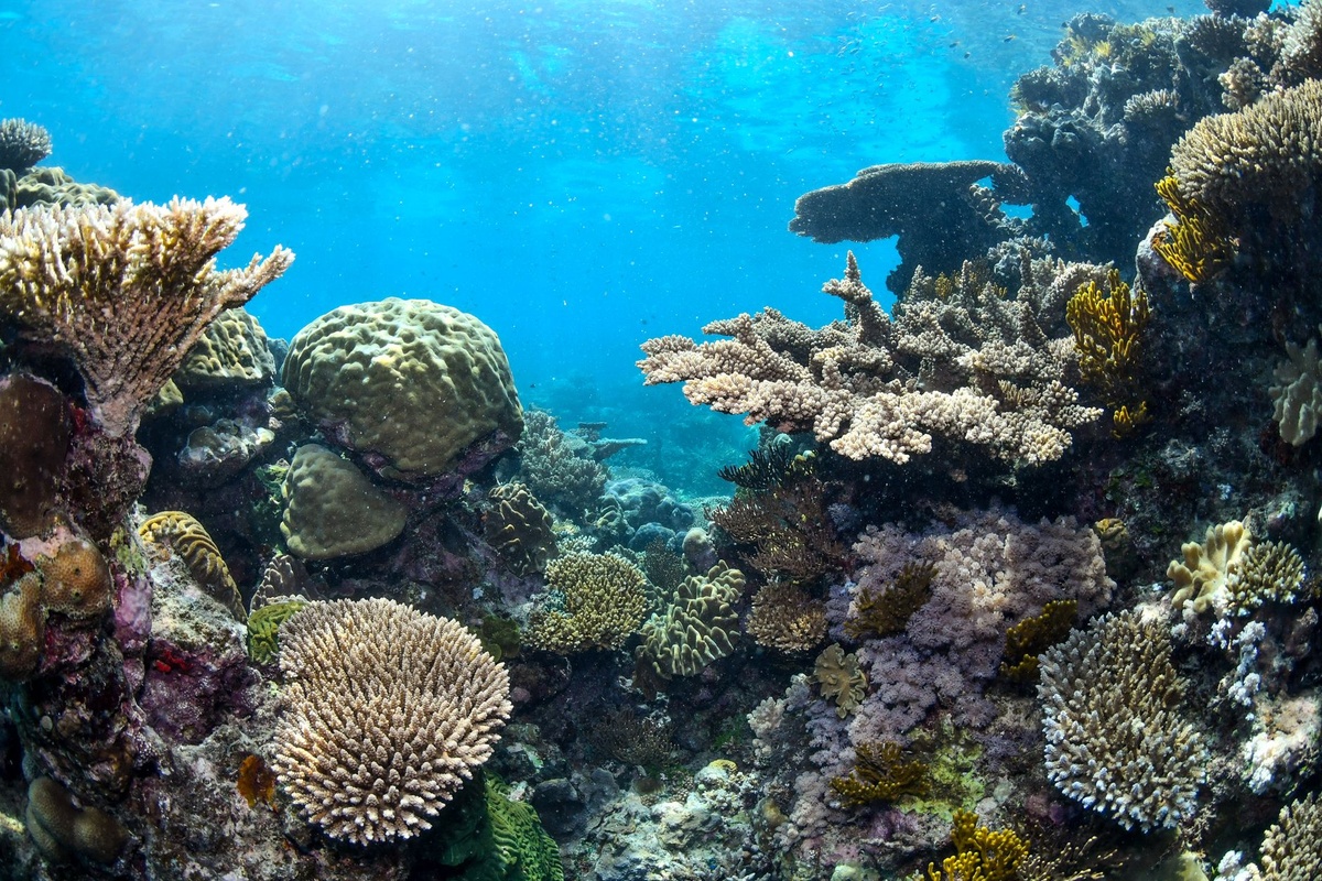 Diving the Great Barrier Reef in 2026: Cairns vs Port Douglas for First-Time Scuba Divers