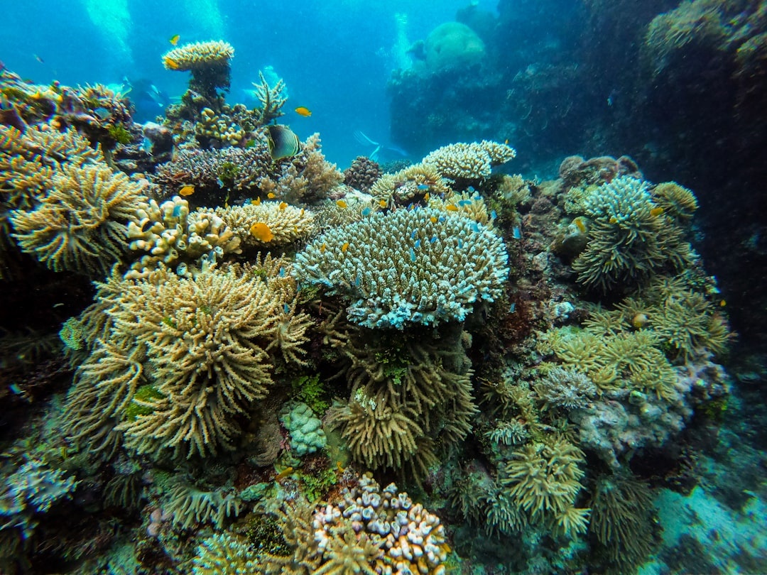 Diving the Great Barrier Reef in 2026: Cairns vs Port Douglas for First-Time Scuba Divers