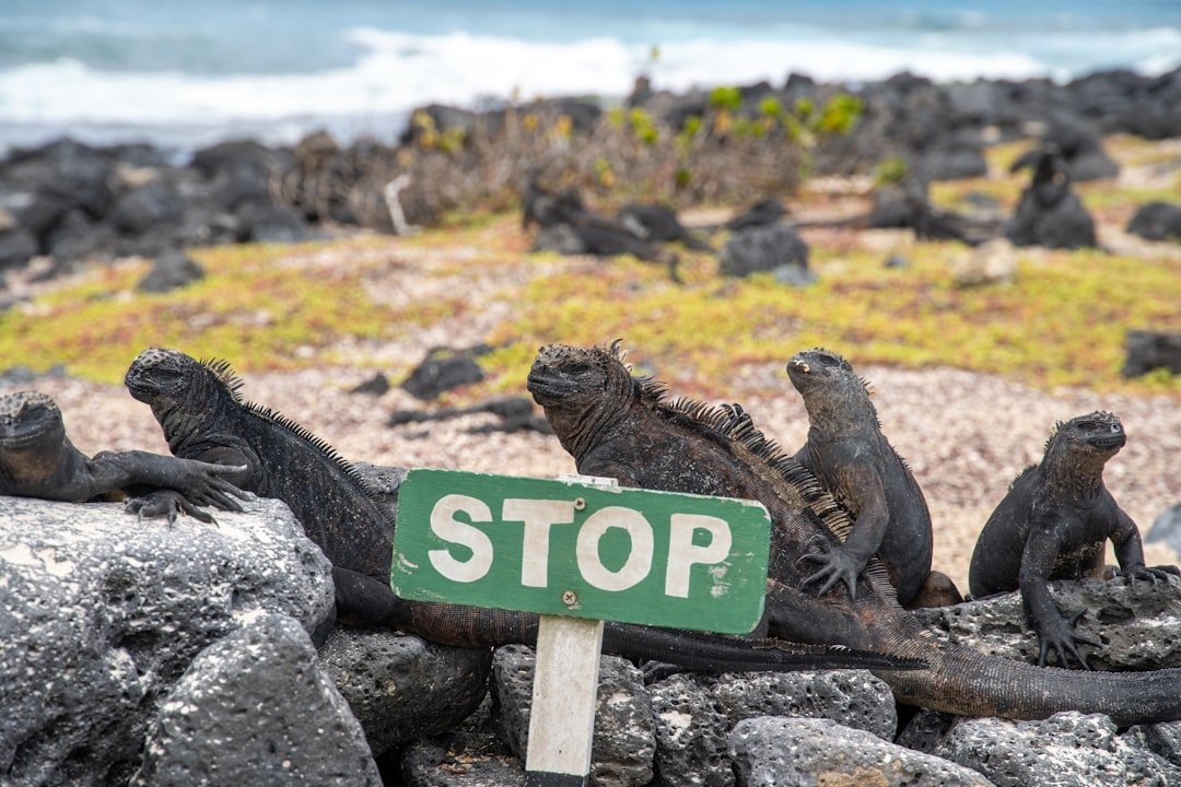 The Real Cost of a 7‑Day Galápagos Trip with Kids in Ecuador’s Dry Season: 2026 Flight Data, Cruise vs Land‑Based Prices, Park Fees, and Family Room Rates Compared