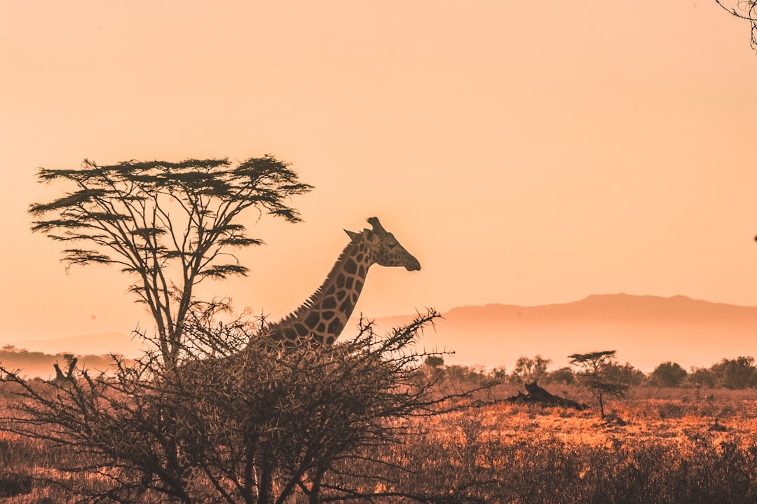 Wildlife holiday bucket list: The new ‘big five’ animals that travellers want to see
