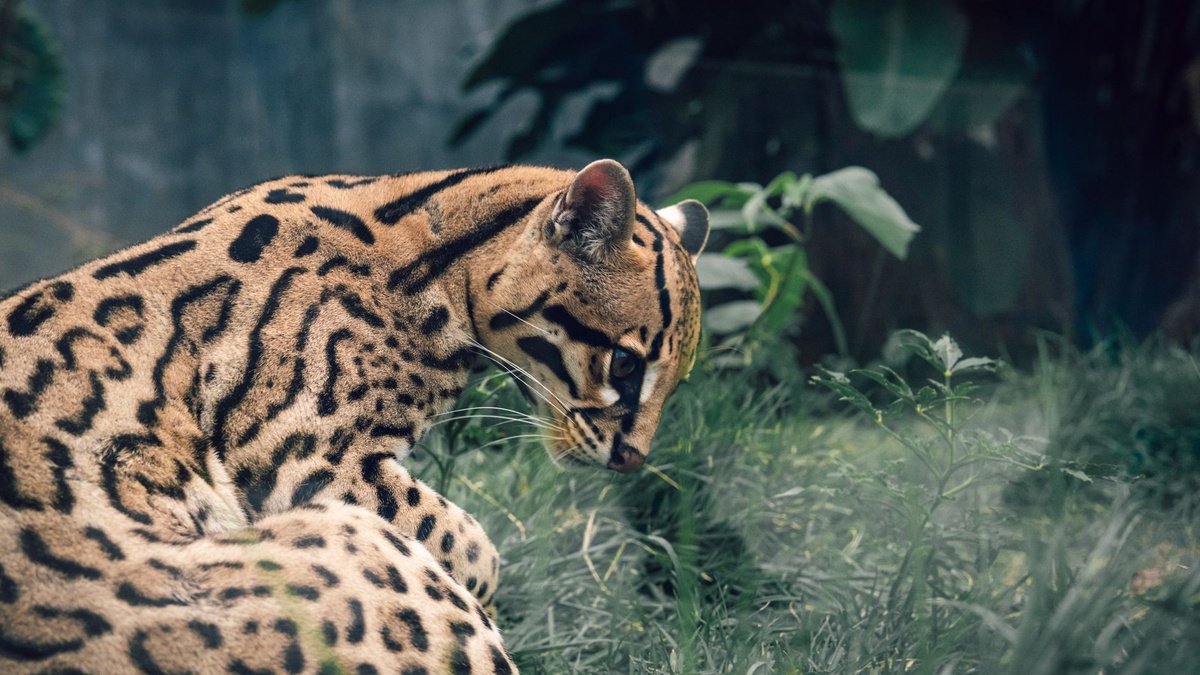 Wildlife holiday bucket list: The new ‘big five’ animals that travellers want to see