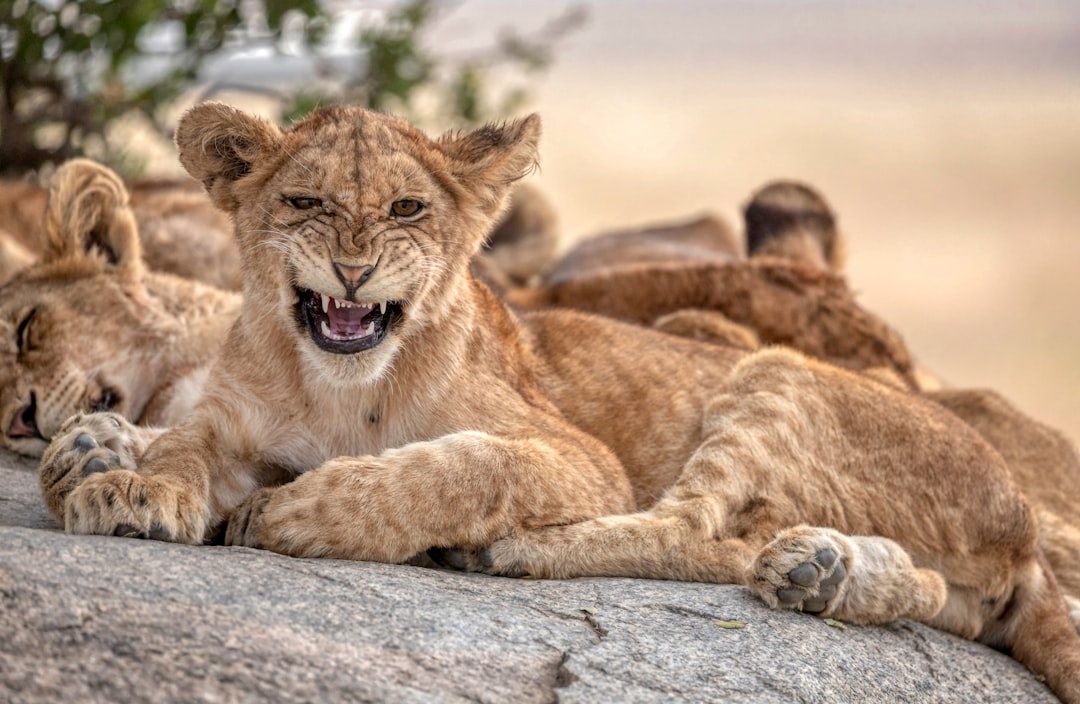Wildlife holiday bucket list: The new ‘big five’ animals that travellers want to see