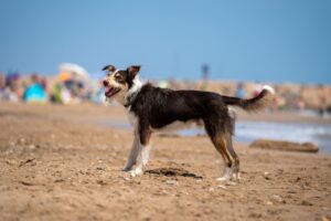 Dog-Friendly Beaches in Spain 2026: Where to Swim With Your Pet This Summer