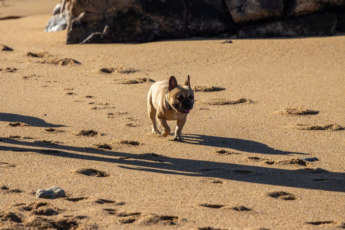 Hundefreundliche Strände in Spanien 2026: Wo Sie diesen Sommer mit Ihrem Haustier baden