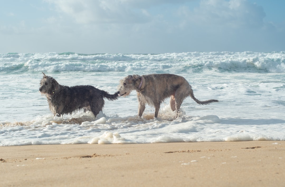 Hundefreundliche Strände in Spanien 2026: Wo Sie diesen Sommer mit Ihrem Haustier baden