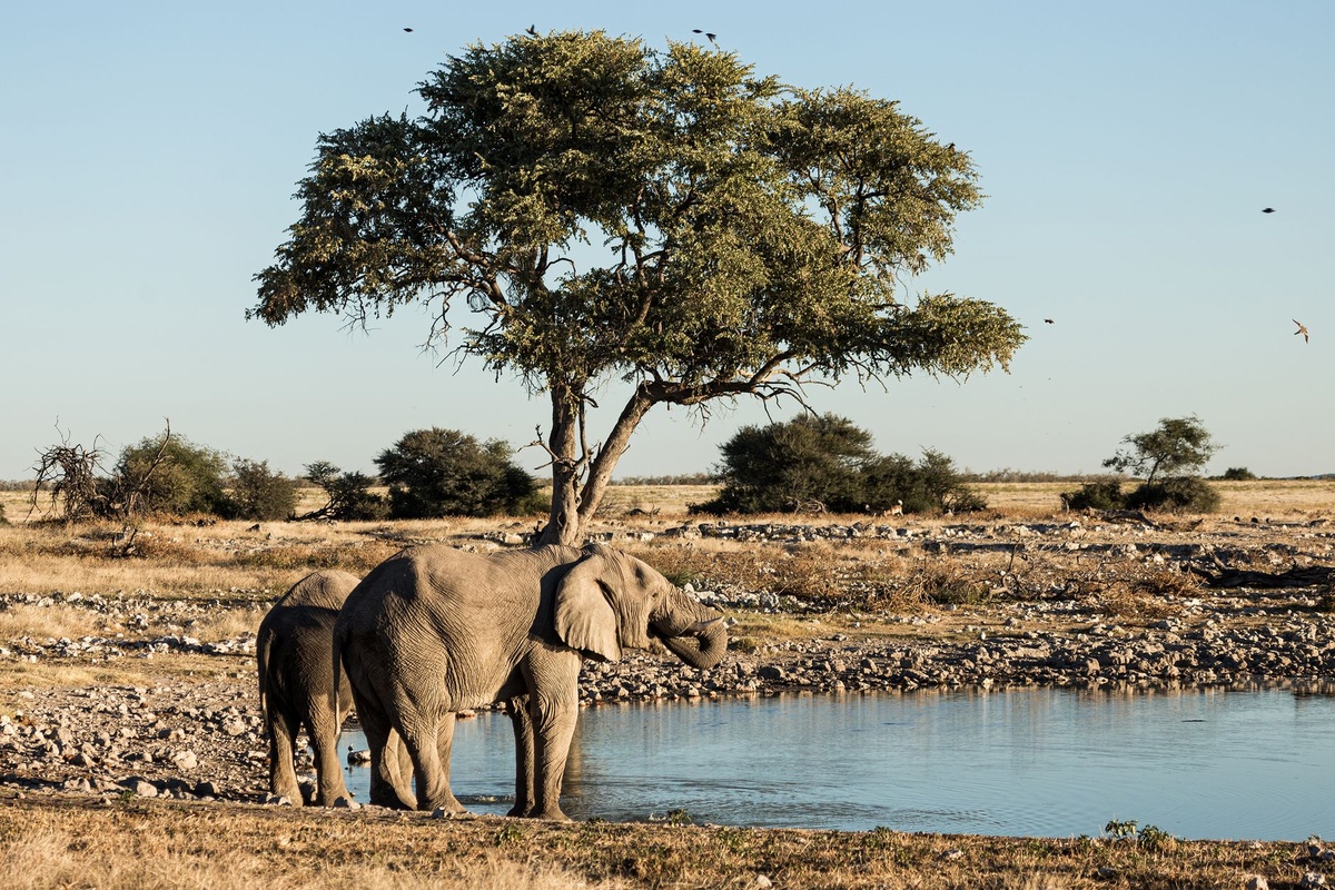 A Family’s 12-Day Namibia Self-Drive in September: An Etosha–Damaraland–Sossusvlei Case Study of Daytime Heat, Cold Nights, Gravel Roads, Wildlife Sightings, Lodges, and Total Cost