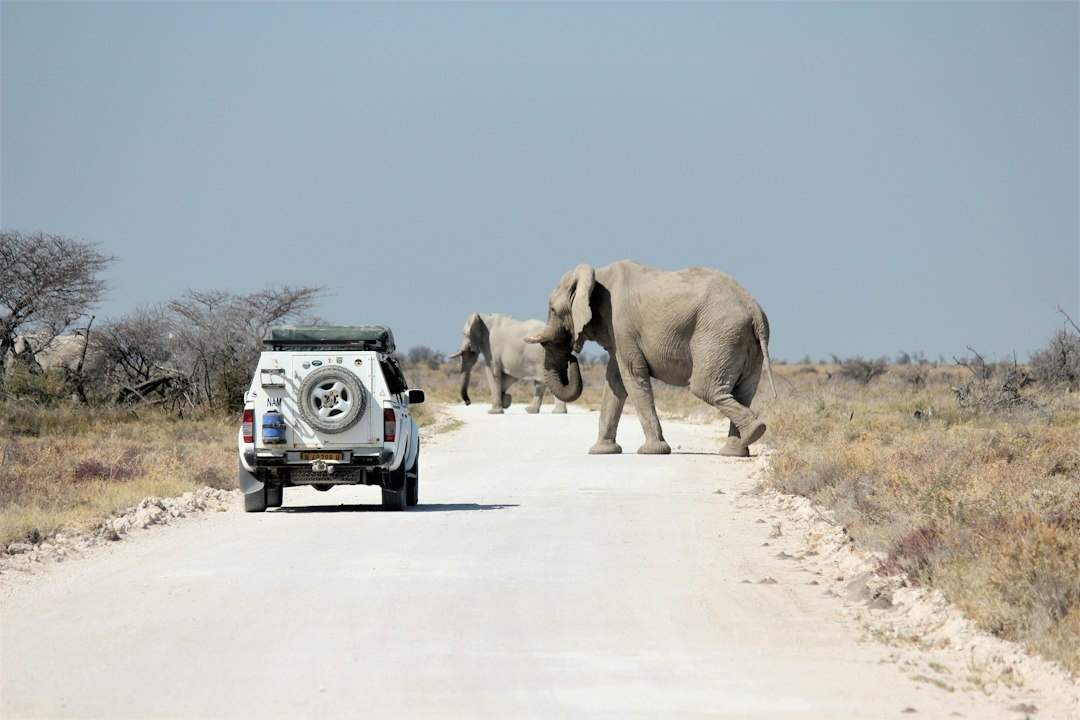 A Family’s 12-Day Namibia Self-Drive in September: An Etosha–Damaraland–Sossusvlei Case Study of Daytime Heat, Cold Nights, Gravel Roads, Wildlife Sightings, Lodges, and Total Cost