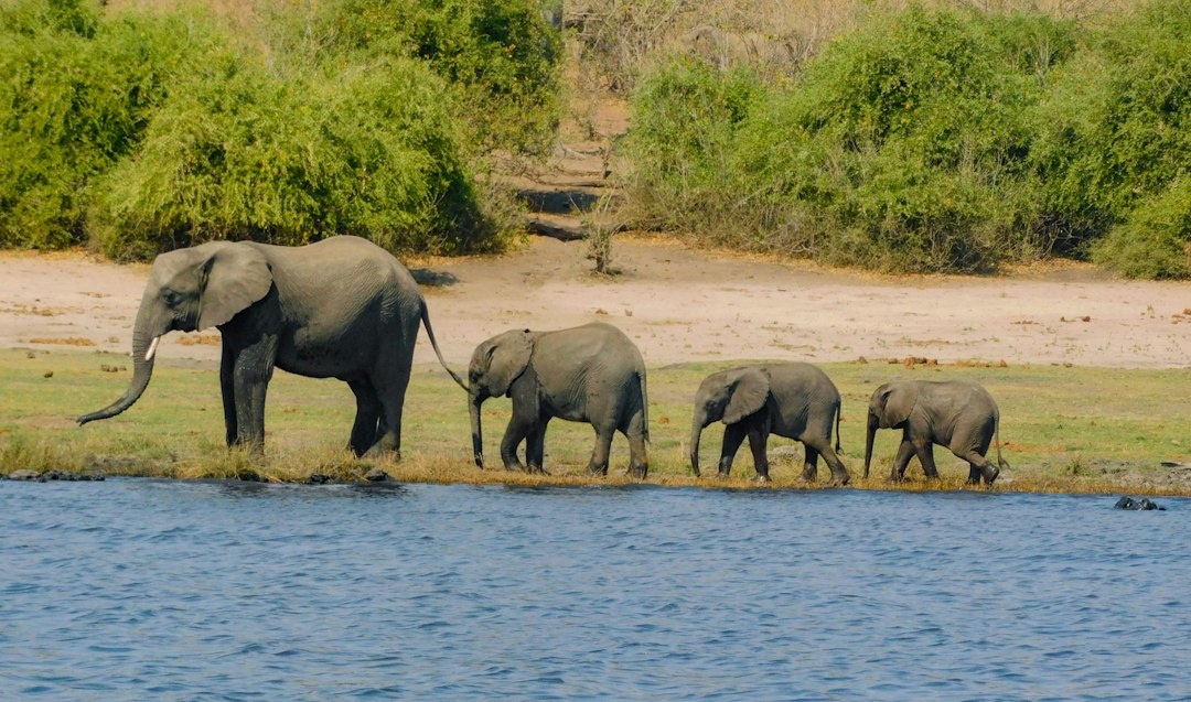 A First-Timer’s 8-Day Botswana Safari Case Study: Planning Maun, the Okavango Delta, Moremi, and Chobe With September Lodge Rates, Flight Times, Game Drives, and a $5,000 Budget