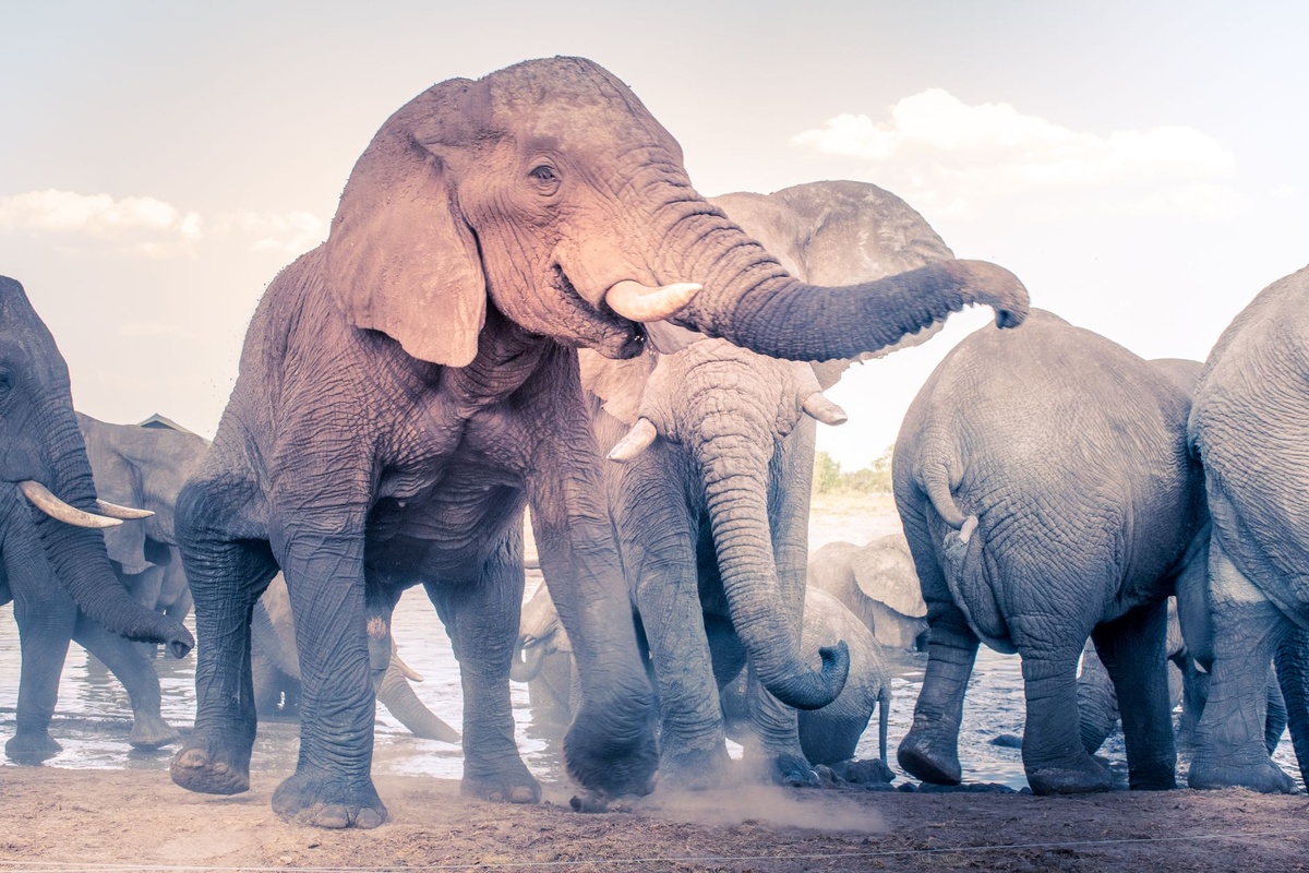 A First-Timer’s 8-Day Botswana Safari Case Study: Planning Maun, the Okavango Delta, Moremi, and Chobe With September Lodge Rates, Flight Times, Game Drives, and a $5,000 Budget