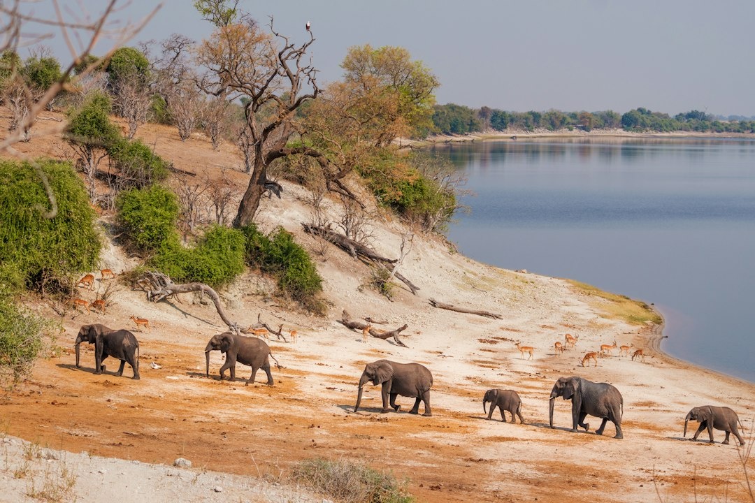 A First-Timer’s 8-Day Botswana Safari Case Study: Planning Maun, the Okavango Delta, Moremi, and Chobe With September Lodge Rates, Flight Times, Game Drives, and a $5,000 Budget