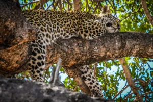 How to Book Your First Budget Safari in Tanzania: A Step-by-Step 7-Day Arusha–Tarangire–Ngorongoro–Serengeti Plan