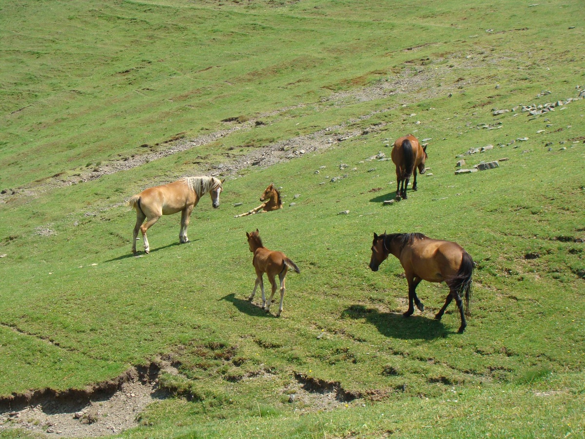 How to Plan a Four-Day Song-Köl Horse Trek for Stargazing: Step-by-Step September Route, Yurt Bookings, Moon Phases, Night Temperatures, Guides, and Costs