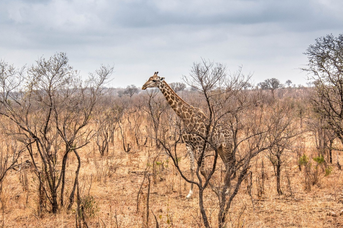 How to Plan Your First Kruger Safari in 2026: Step-by-Step 10-Day Self-Drive Route With Rest-Camp Bookings, Gate Times, Rental Cars, Daily Distances, and Costs