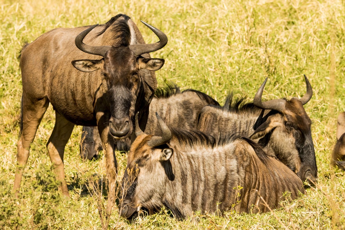 Kenia vs Tanzania para un safari en solitario después de los 60: comparación basada en datos de suplementos individuales, horas de conducción, opciones fly-in, acceso médico, campamentos accesibles, densidad de fauna y precios 2026