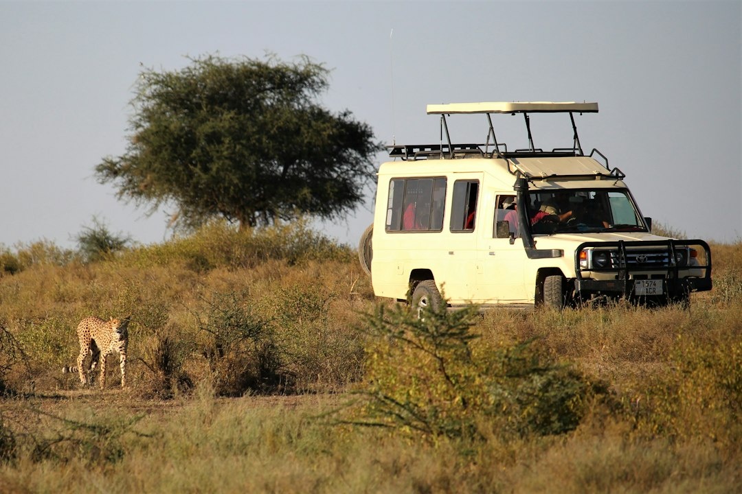 Kenia vs Tanzania para un safari en solitario después de los 60: comparación basada en datos de suplementos individuales, horas de conducción, opciones fly-in, acceso médico, campamentos accesibles, densidad de fauna y precios 2026