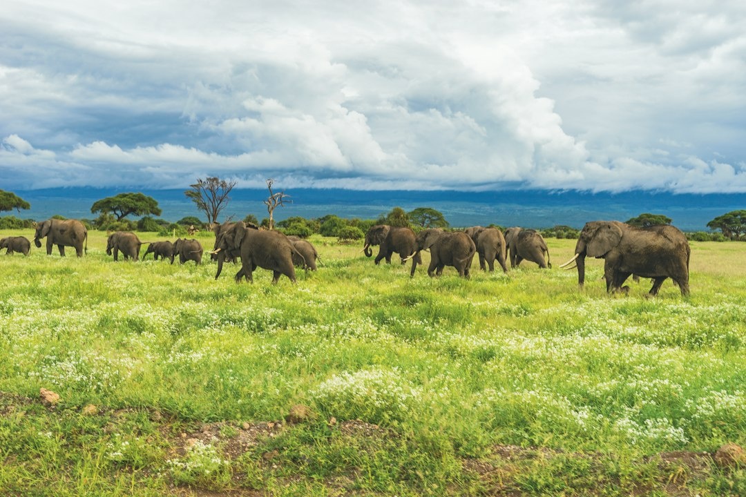 Kenya vs Tanzania for the September Great Migration: A 9-Day Safari Case Study Comparing Mara River Crossings, Game-Drive Hours, Camps, Border Logistics, and Per-Person Costs