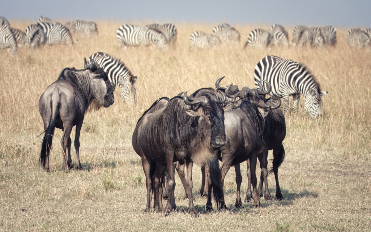 Kenya vs Tanzania for the September Great Migration: A 9-Day Safari Case Study Comparing Mara River Crossings, Game-Drive Hours, Camps, Border Logistics, and Per-Person Costs