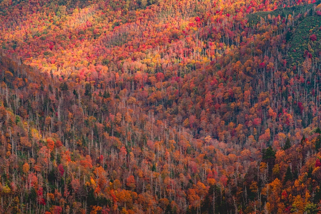 The Best Fall Foliage in the USA: A Guide to Where to Go This Autumn