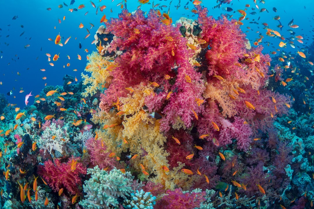 Colourful soft coral reef with anthias fish in the Red Sea near Marsa Alam, Egypt