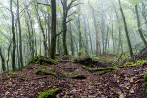 How to Hike Luxembourg’s Mullerthal Trail After 65: A Three-Day, Senior-Friendly Route