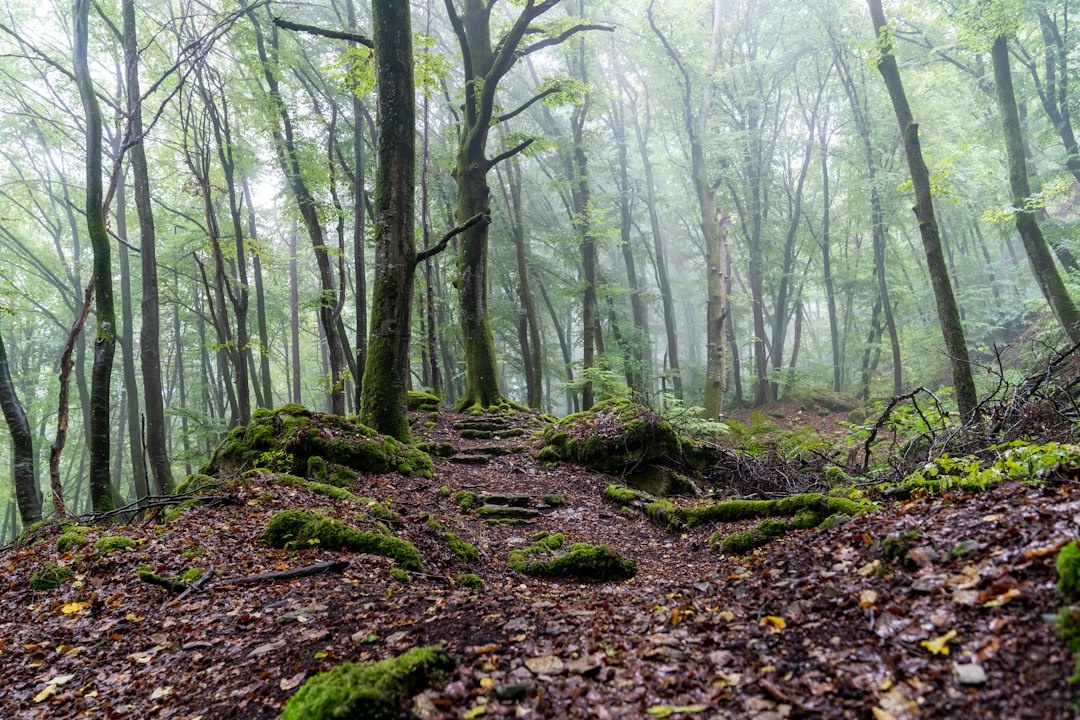 How to Hike Luxembourg’s Mullerthal Trail After 65: A Step-by-Step Three-Day Weekend Route With 8–12 km Stages, Luggage Transfers, Bus Shortcuts, Benches, Toilets, and Senior-Friendly Hotels