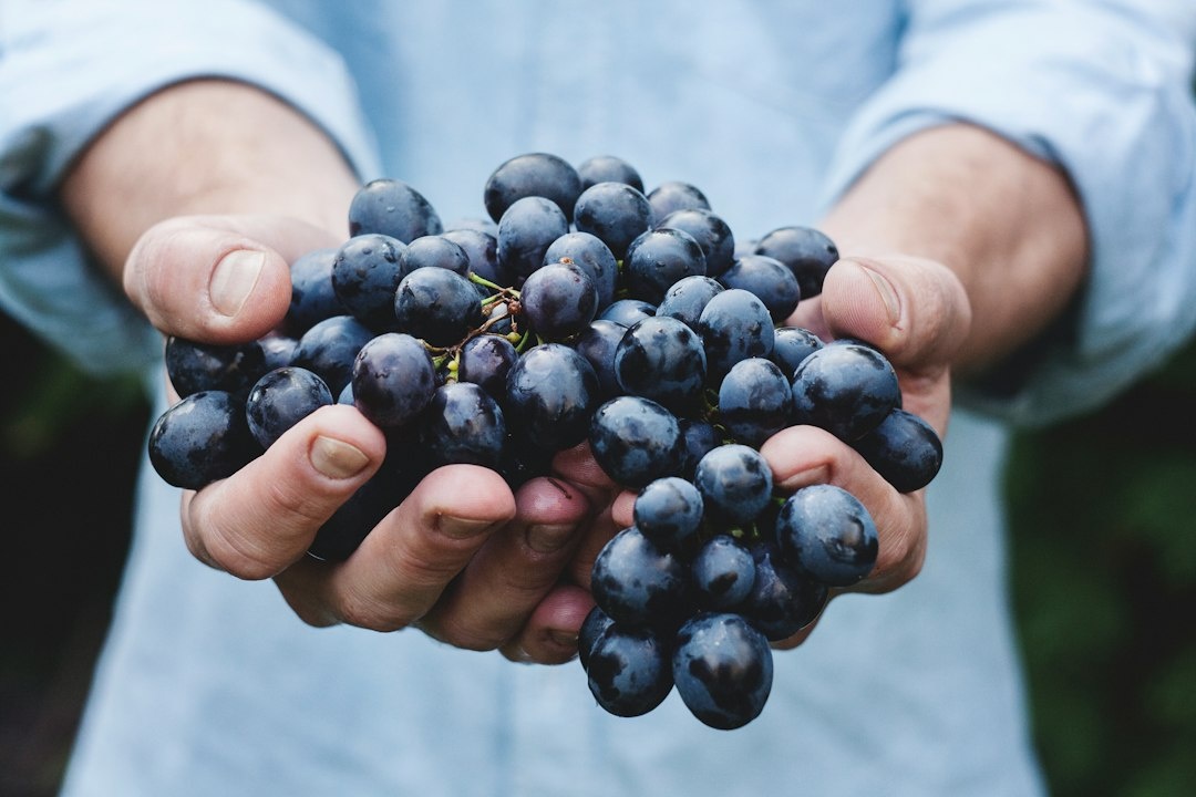 Wie Sie eine preiswerte Familienreise zur Traubenlese von Tiflis nach Kachetien im Oktober planen: Schritt-für-Schritt-Leitfaden zu Rtveli-Lesetagen, Marschrutka vs. Sammeltaxi nach Telavi und Sighnaghi, familiengeführte Gästehäuser unter 80 GEL, kinderfreundliche Qvevri-Keller und ein Fünf-Tage-Budget für vier Personen unter 450 $