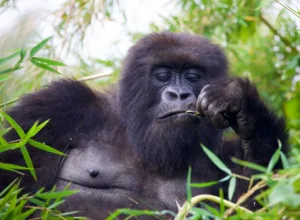 How to Plan a Rwanda Gorilla Trek When Your Kids Are Under the 15-Year Age Limit: A Split-Day Volcanoes National Park Plan