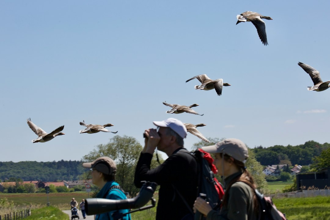 Sagres Birdwatching Festival vs Feira de Santa Iria vs Algarve Classic Festival: Comparing Three October 2026 Campervan Routes by Event Tickets, Overnight Parking, Coworking Access, Mobile Data, Driving Time, and Workday-Friendly Campsites