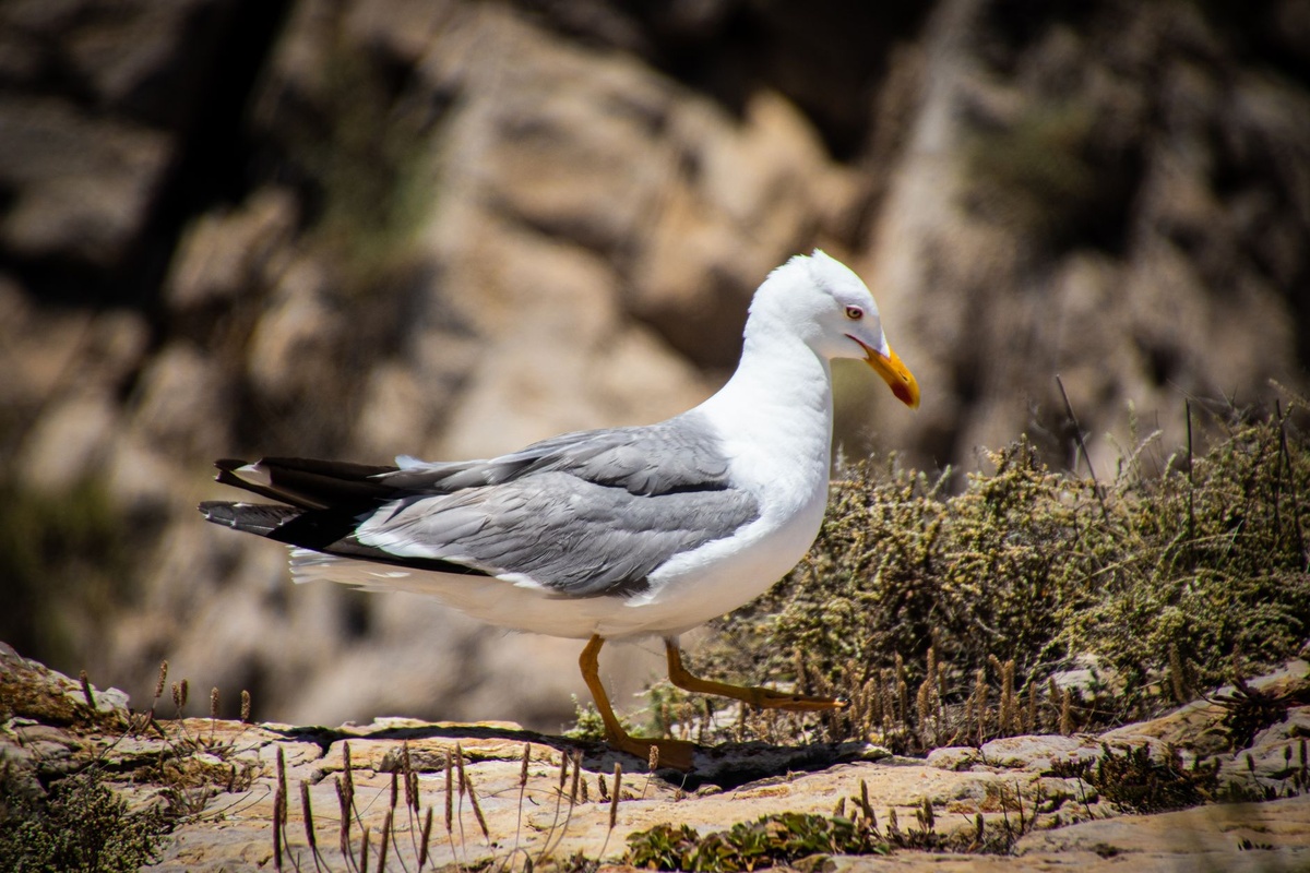 Sagres Birdwatching Festival vs Feira de Santa Iria vs Algarve Classic Festival: Comparing Three October 2026 Campervan Routes by Event Tickets, Overnight Parking, Coworking Access, Mobile Data, Driving Time, and Workday-Friendly Campsites