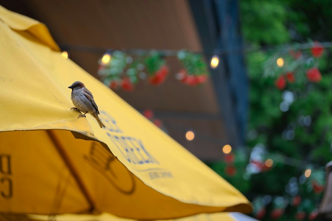 Sagres Birdwatching Festival vs Feira de Santa Iria vs Algarve Classic Festival: Comparing Three October 2026 Campervan Routes by Event Tickets, Overnight Parking, Coworking Access, Mobile Data, Driving Time, and Workday-Friendly Campsites