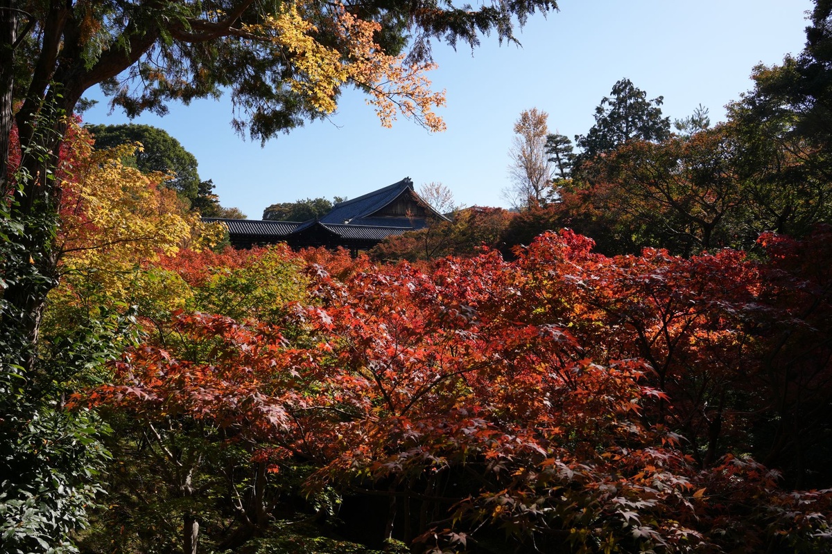 Which Kyoto Temples Are Easiest After 65? A Data-Driven Guide to 15 Temples Ranked by Steps, Walking Distance, Benches, Toilets, Bus Access, Autumn Crowds, and Taxi Fares