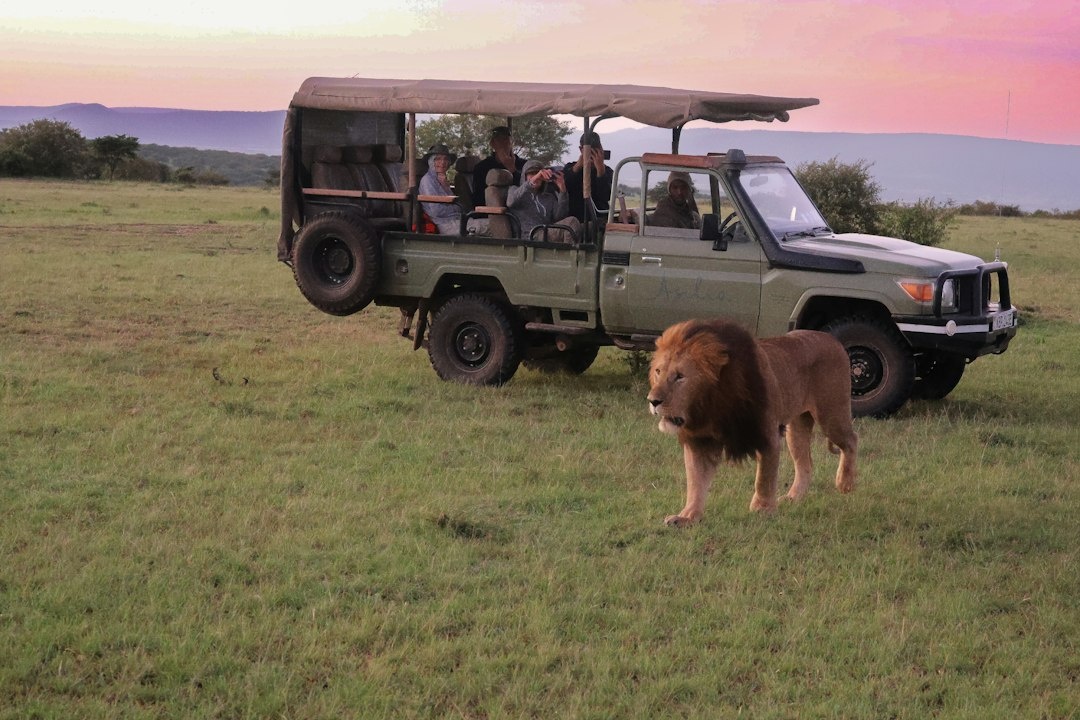Welche Drei-Nächte-Kenia-Safari bietet den meisten Luxus für unter 2.000 Dollar? Ein datenbasierter Vergleich von Nairobi National Park, Amboseli und Maasai Mara nach Lodge-Qualität, Fahrzeit, Wildlife-Sichtungen, Parkgebühren und Oktober-Preisen